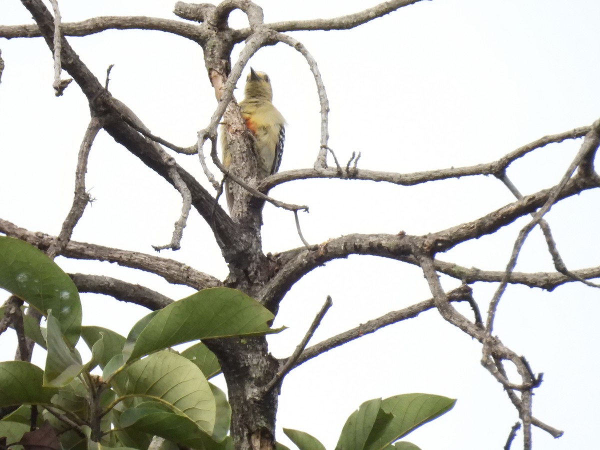 Red-crowned Woodpecker - ML643390873