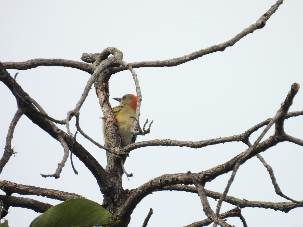 Red-crowned Woodpecker - ML643390878