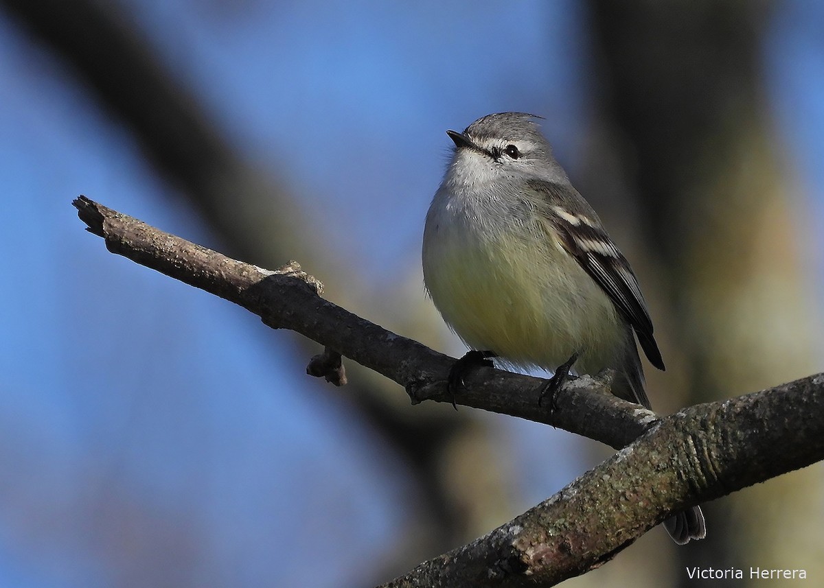 White-crested Tyrannulet - ML643390888