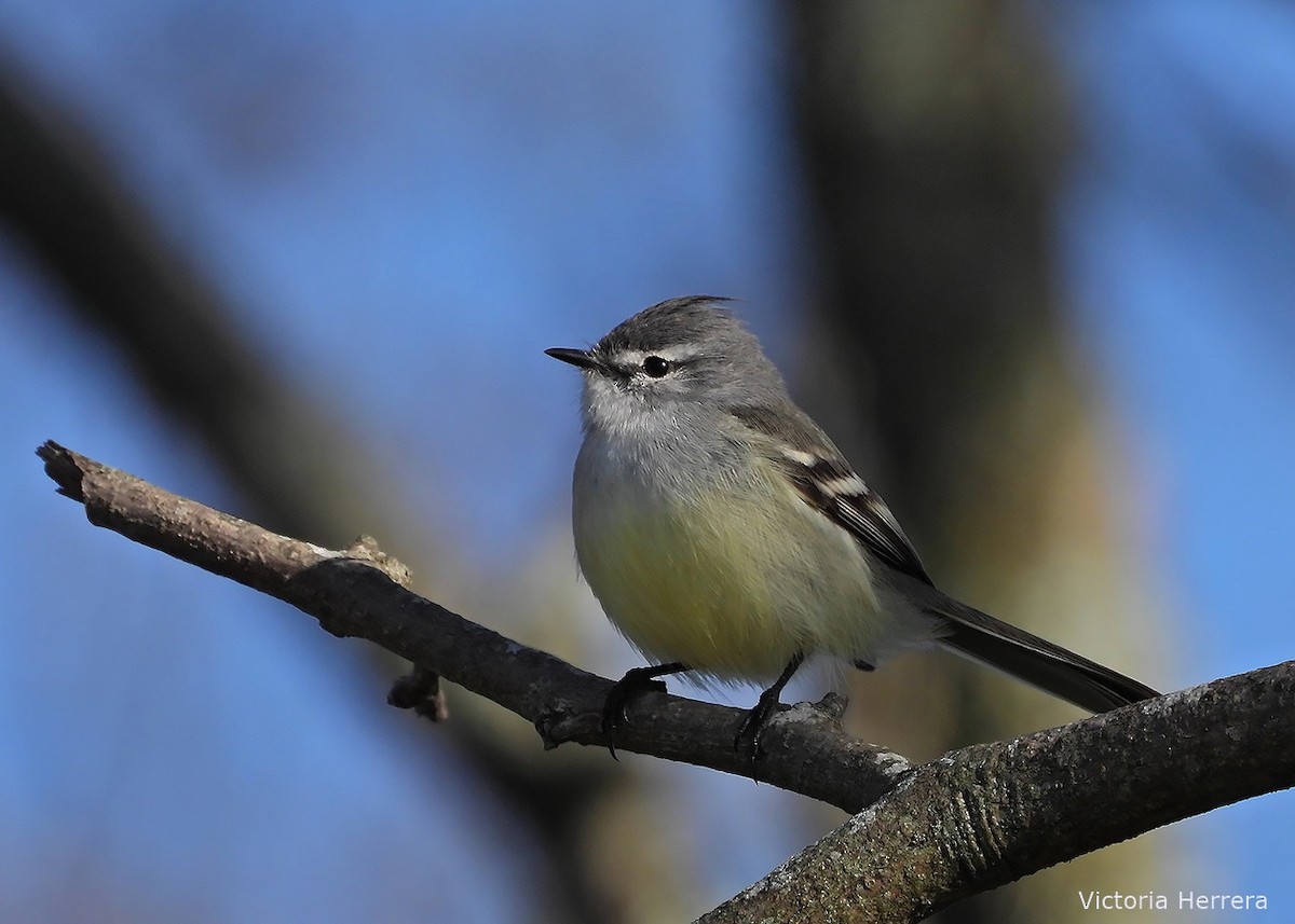 White-crested Tyrannulet - ML643390891