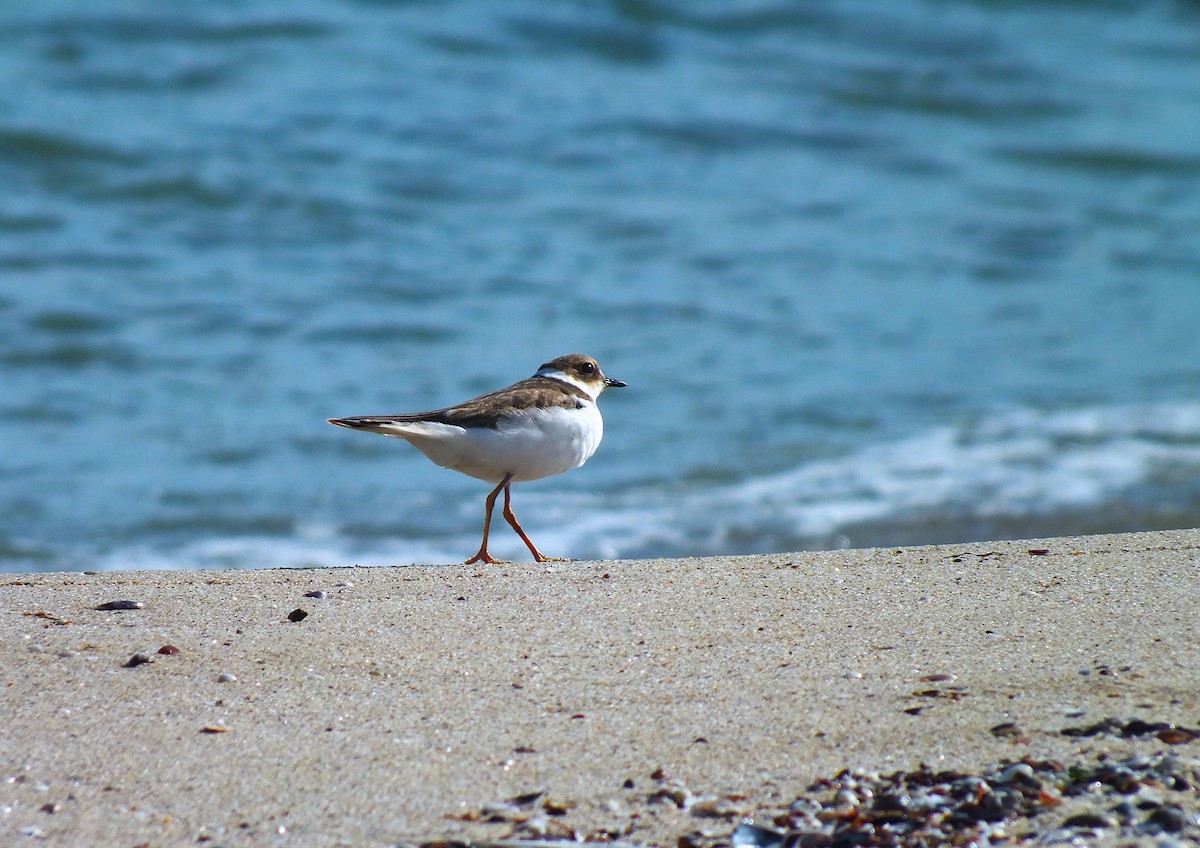 Little Ringed Plover - ML643390909