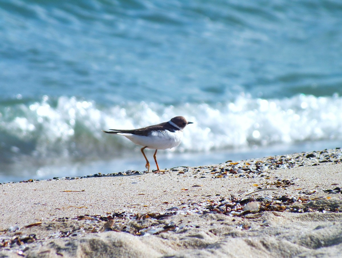 Little Ringed Plover - ML643390910
