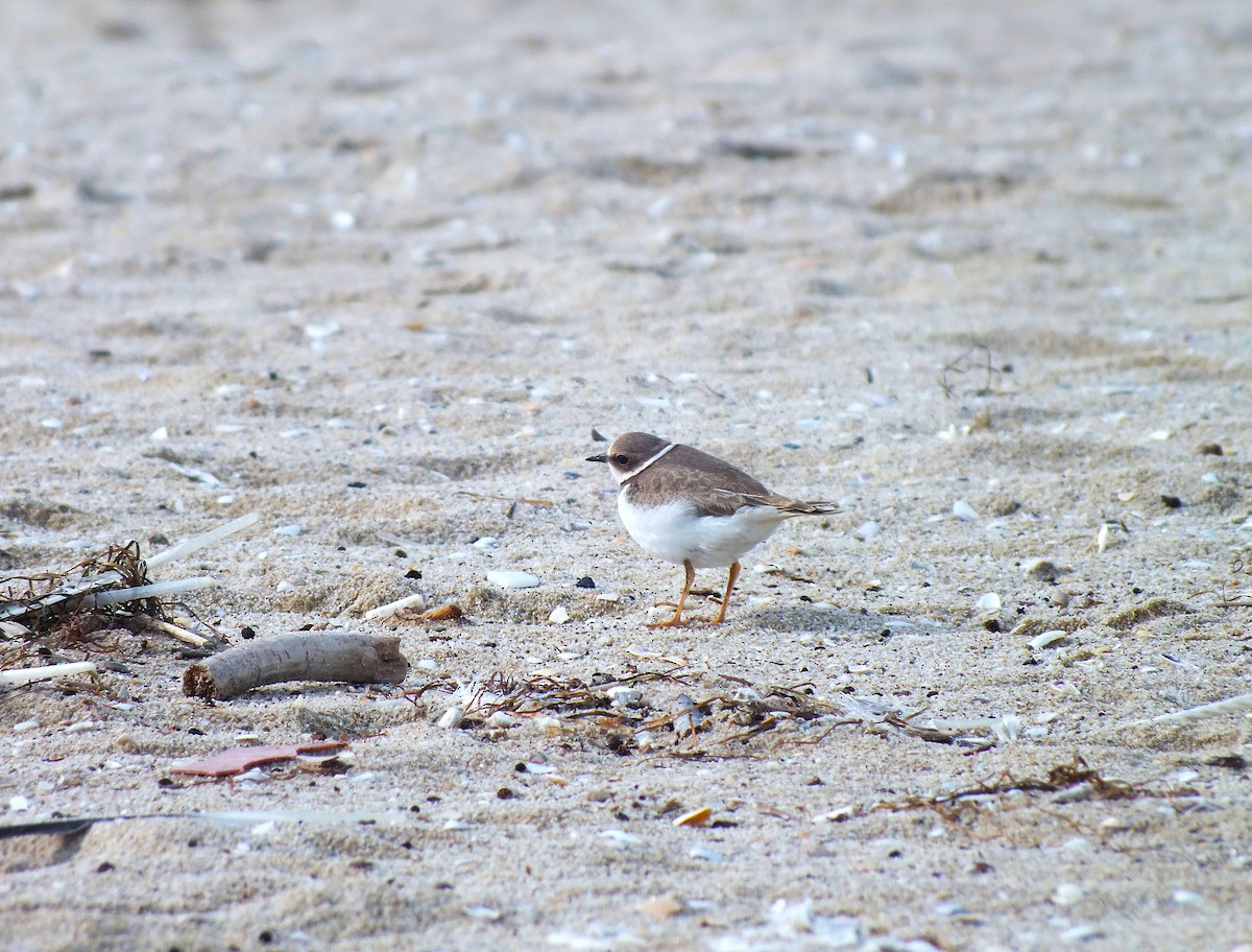 Little Ringed Plover - ML643390911