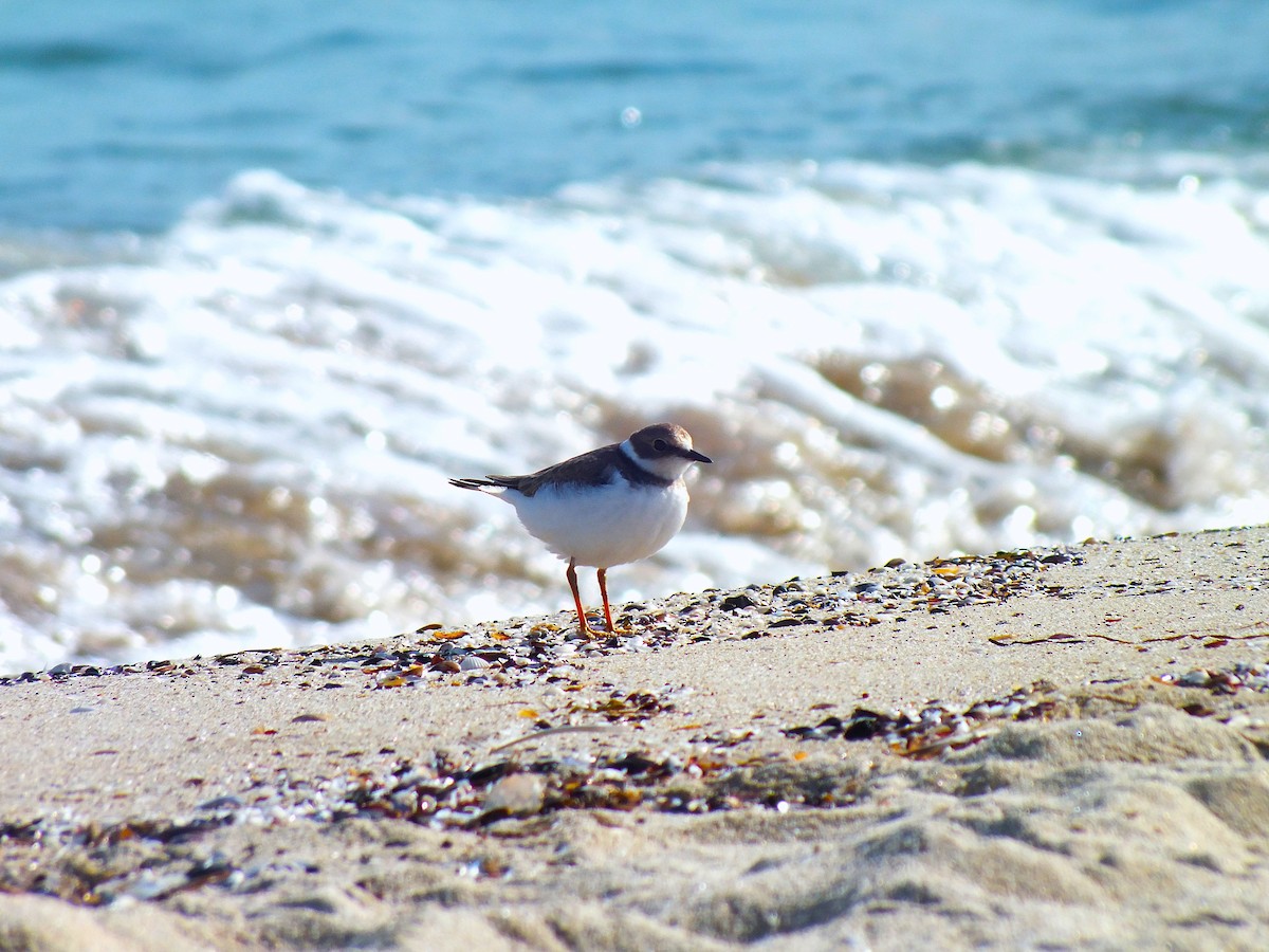 Little Ringed Plover - ML643390912