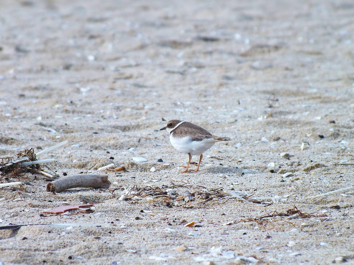 Little Ringed Plover - ML643390913