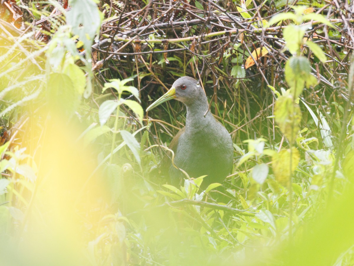 Blackish Rail - ML643390917