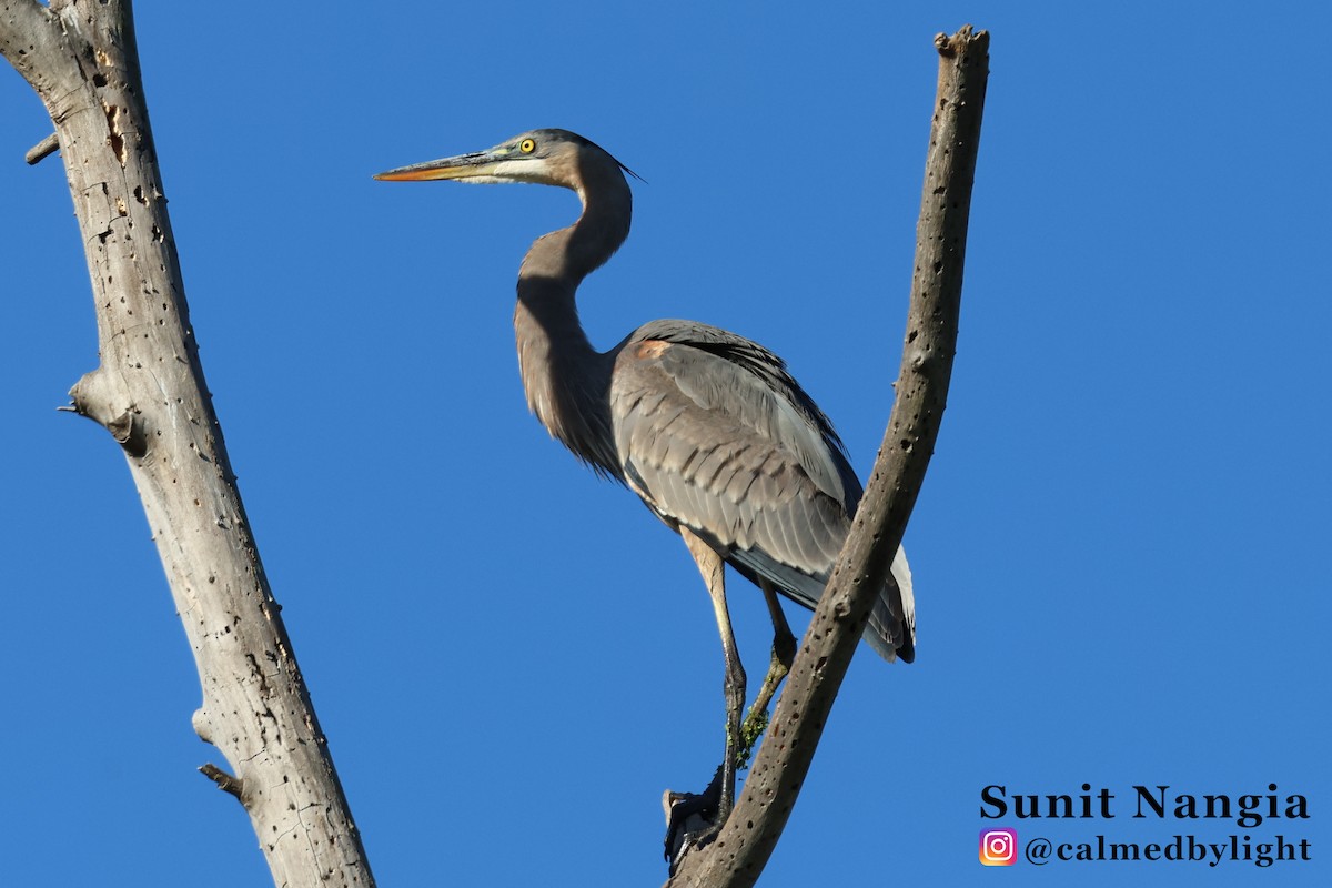 Great Blue Heron - ML643390926