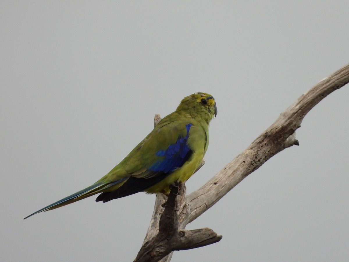 Blue-winged Parrot - ML643390935