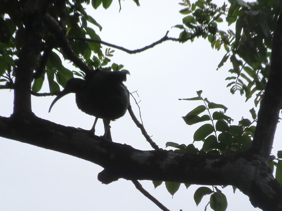 Green Ibis - ML643390938