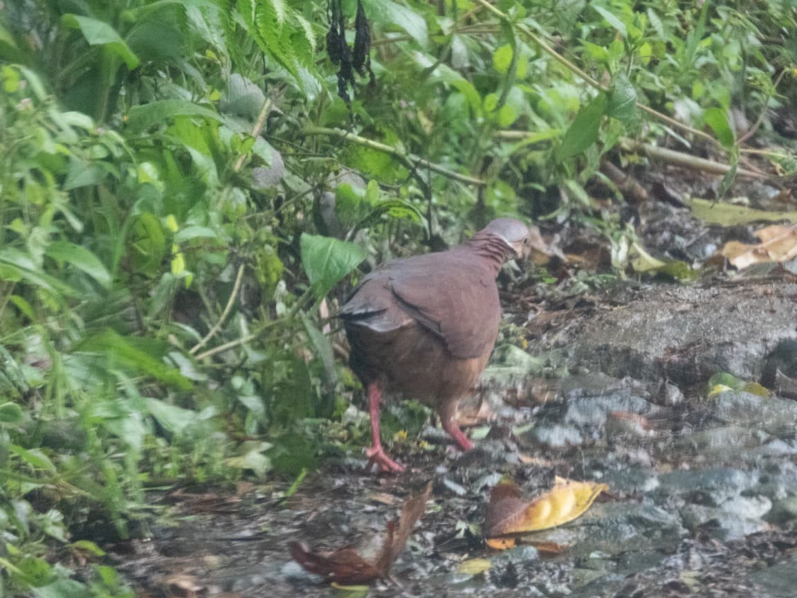 Lined Quail-Dove - ML643390941