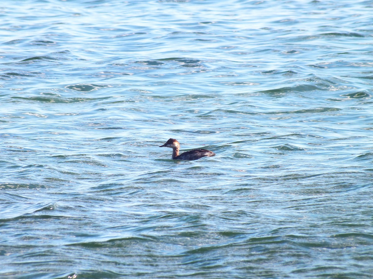 Eared Grebe - ML643390945