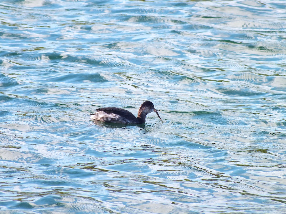 Eared Grebe - ML643390946