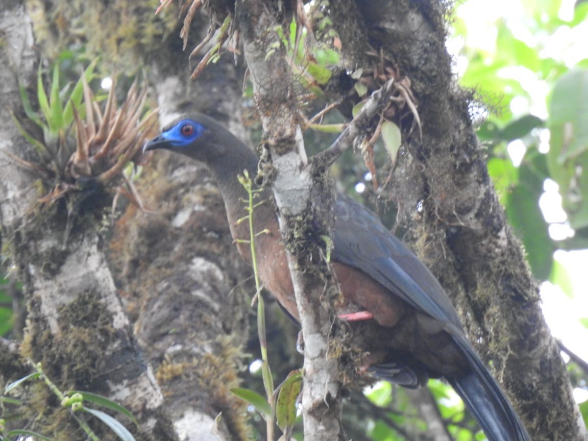 Sickle-winged Guan - ML643390979