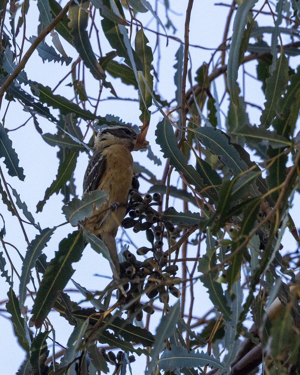 Black-headed Grosbeak - ML643390980