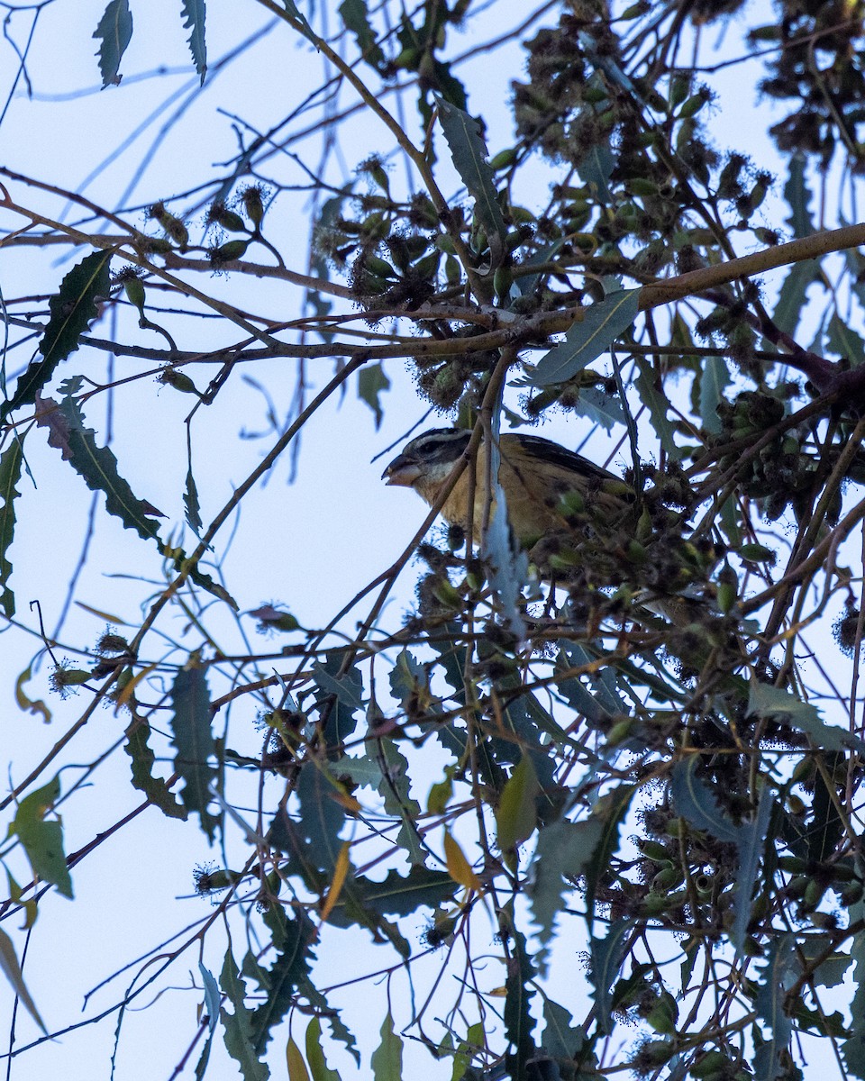 Black-headed Grosbeak - ML643390981