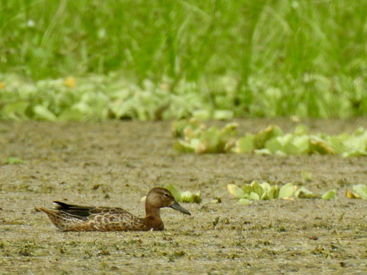 Cinnamon Teal - ML643390990