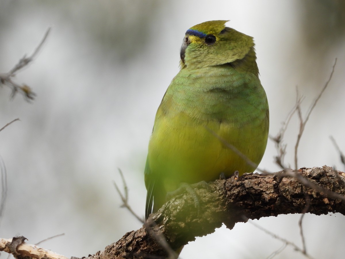 Blue-winged Parrot - ML643390999