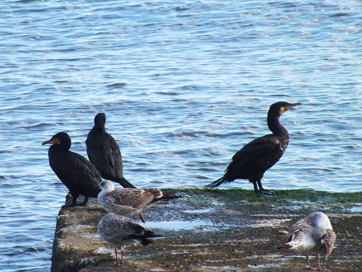 Great Cormorant - ML643391000