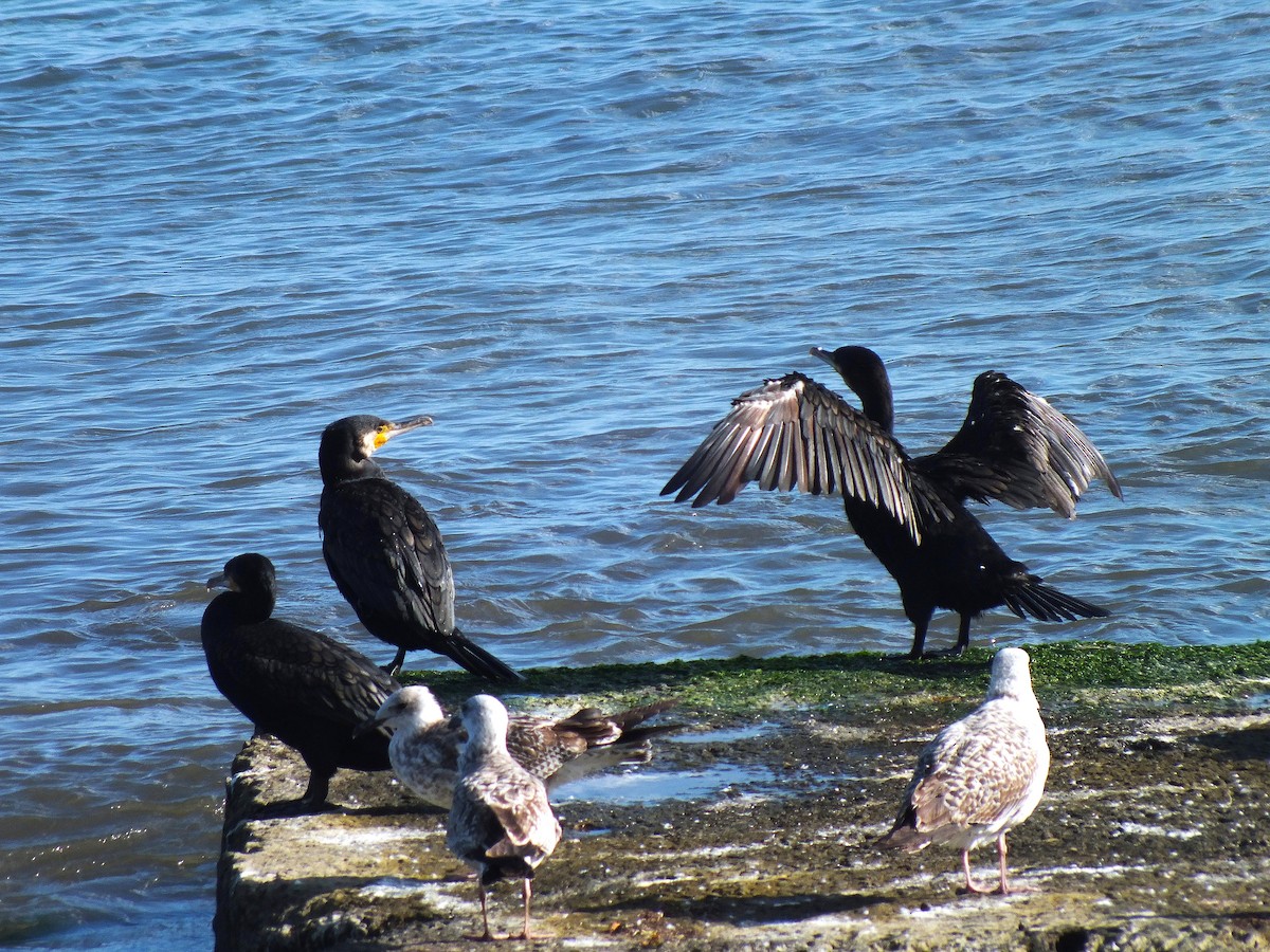 Great Cormorant - ML643391001