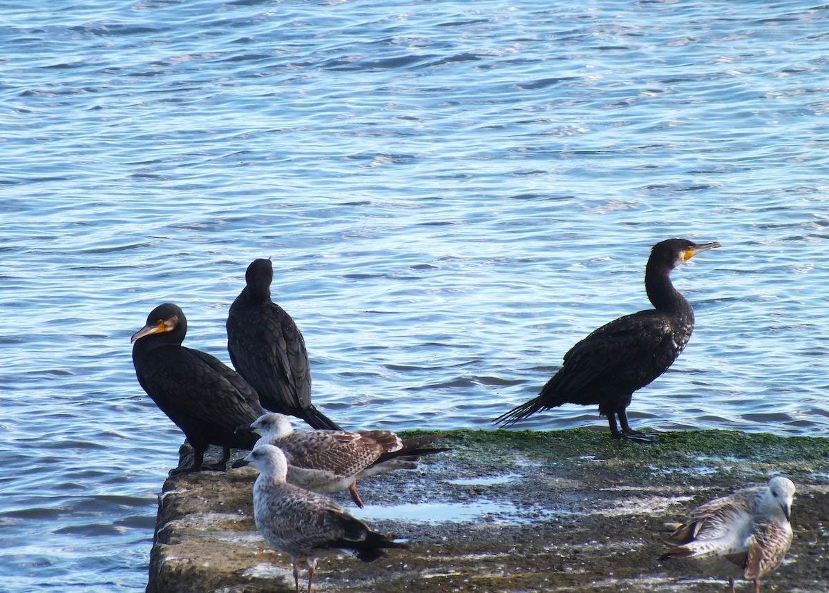 Great Cormorant - ML643391002