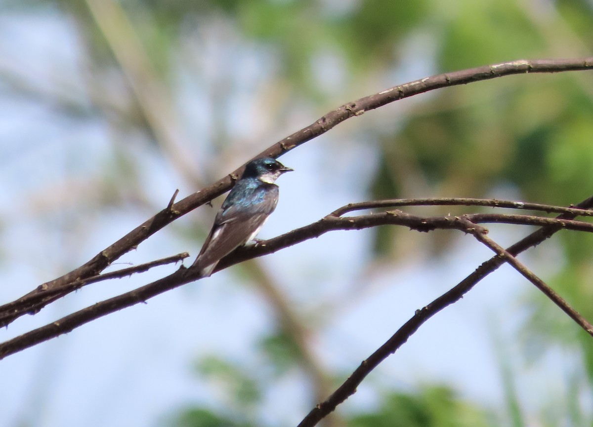 Mangrove Swallow - ML643391010