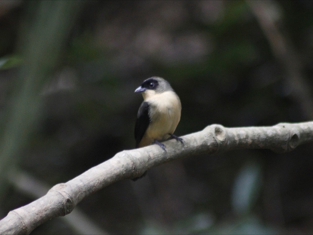 Black-goggled Tanager - ML643391015