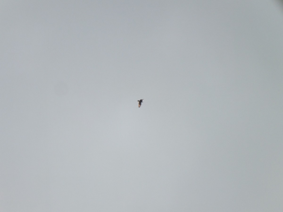 Common Buzzard - ML643391016