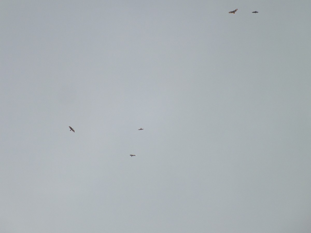 Common Buzzard - ML643391017