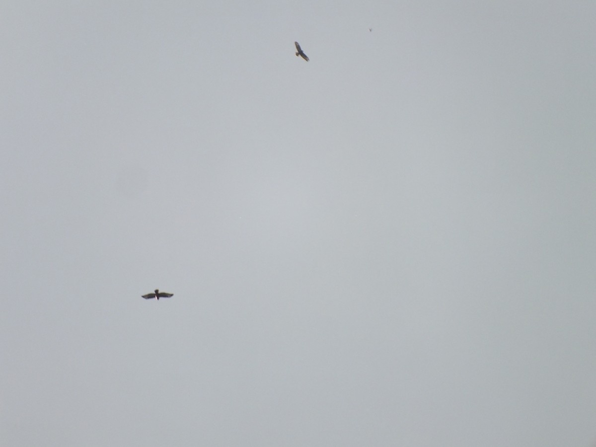 Common Buzzard - ML643391018