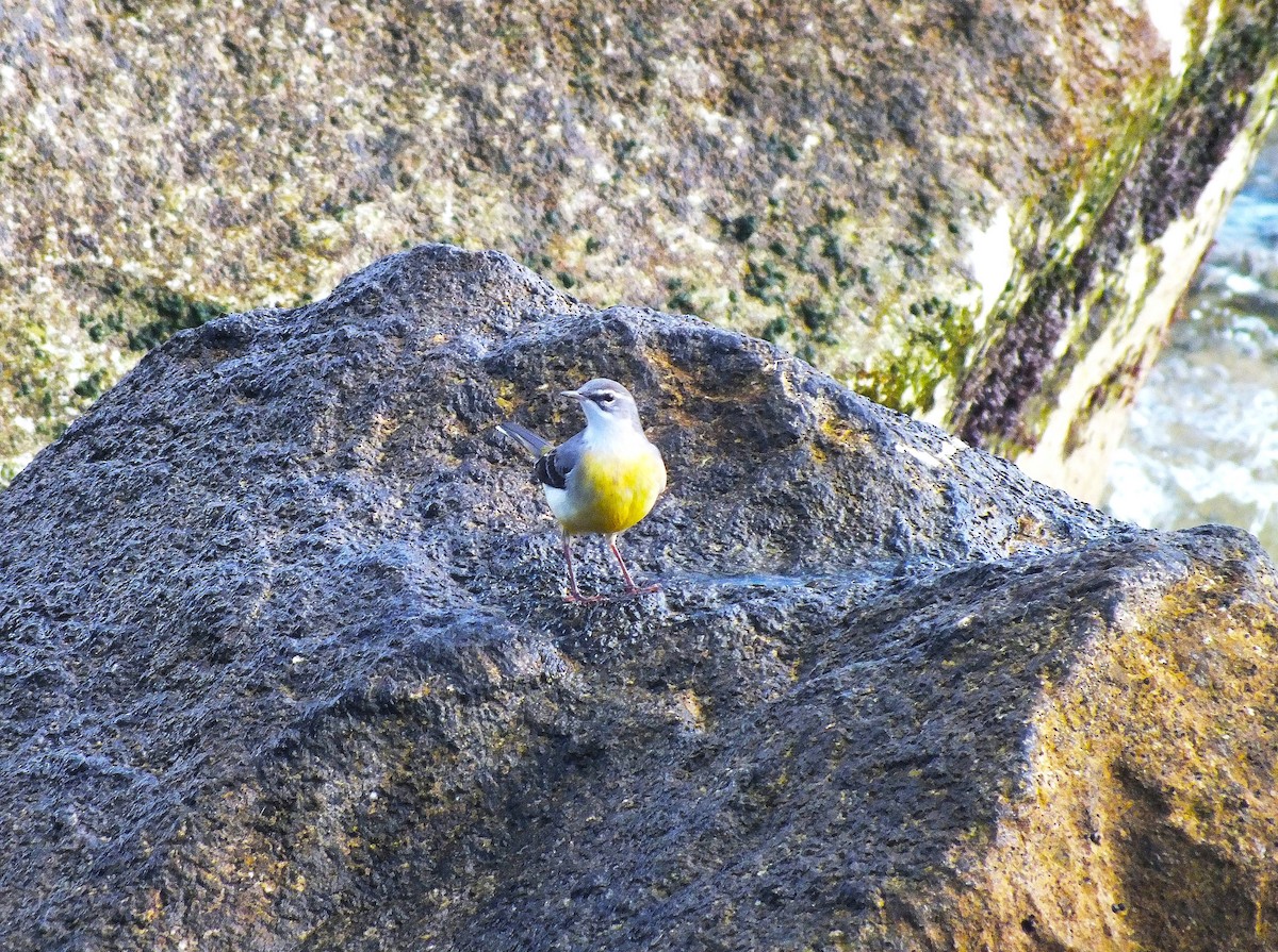 Gray Wagtail - ML643391030