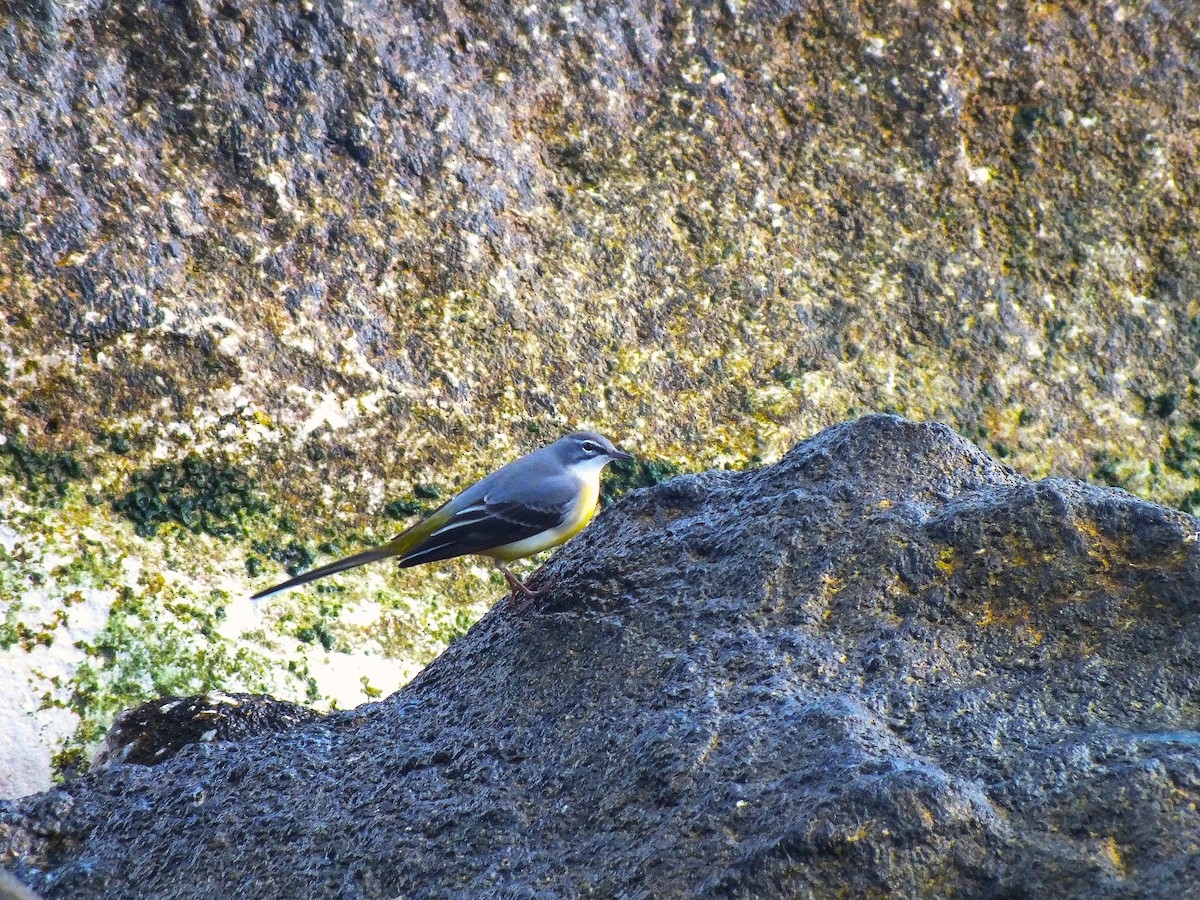 Gray Wagtail - ML643391031
