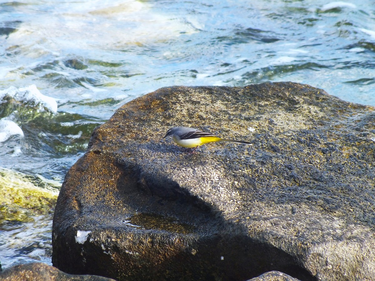 Gray Wagtail - ML643391032