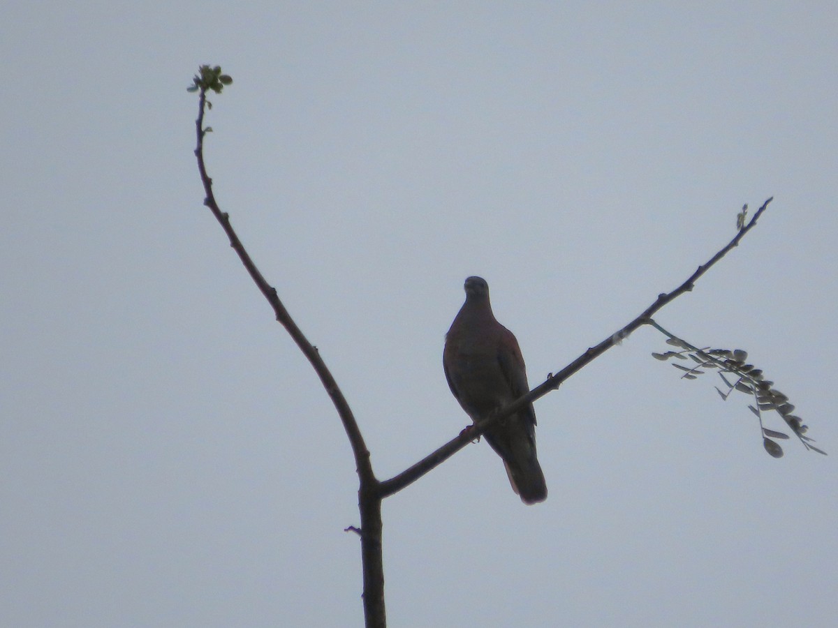 Pale-vented Pigeon - ML643391068
