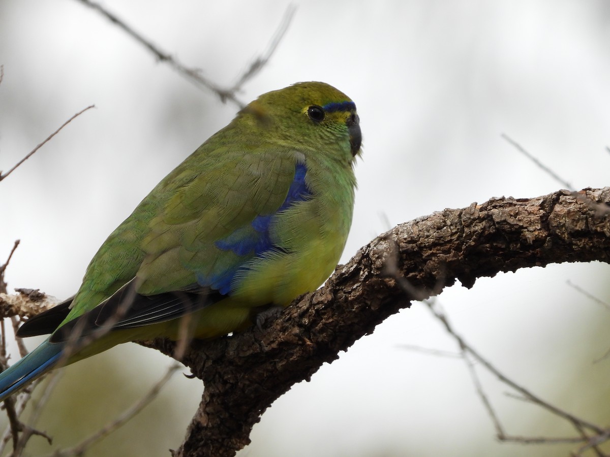 Blue-winged Parrot - ML643391077