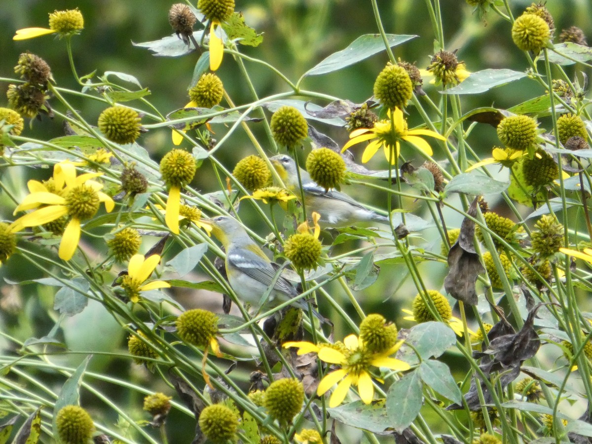 Очковая древесница - ML643391083