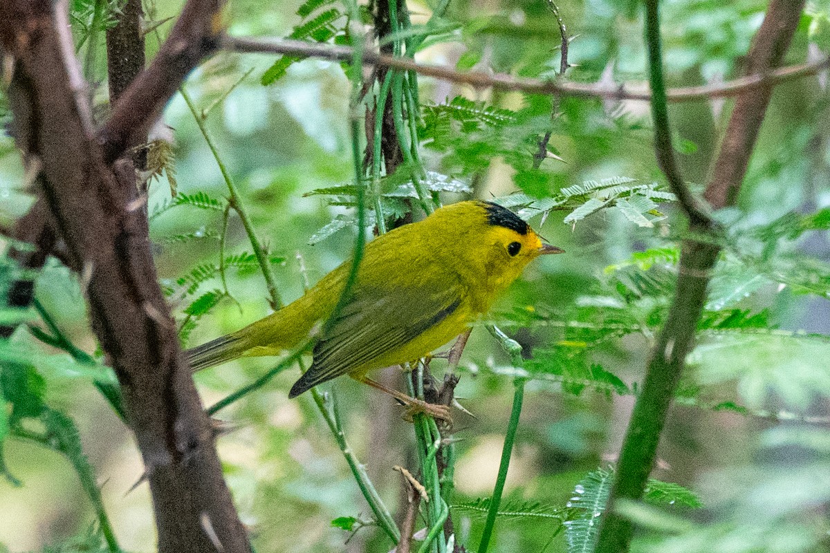 Wilson's Warbler - ML643391091