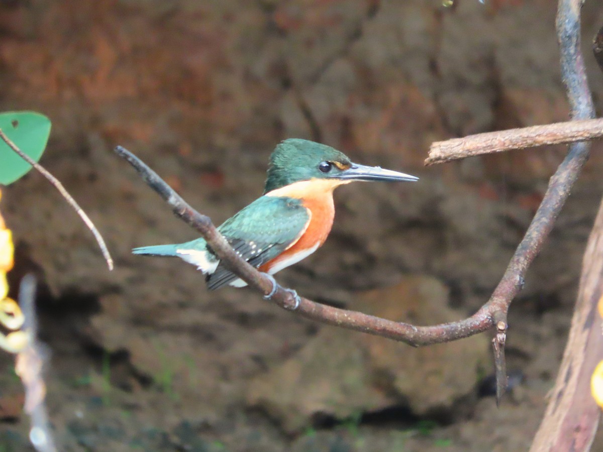 American Pygmy Kingfisher - ML643391101