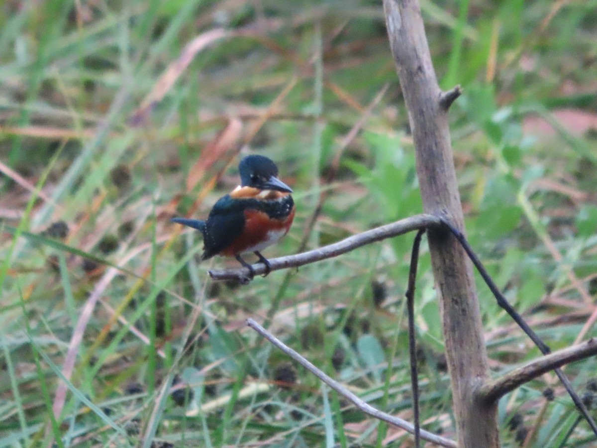American Pygmy Kingfisher - ML643391102