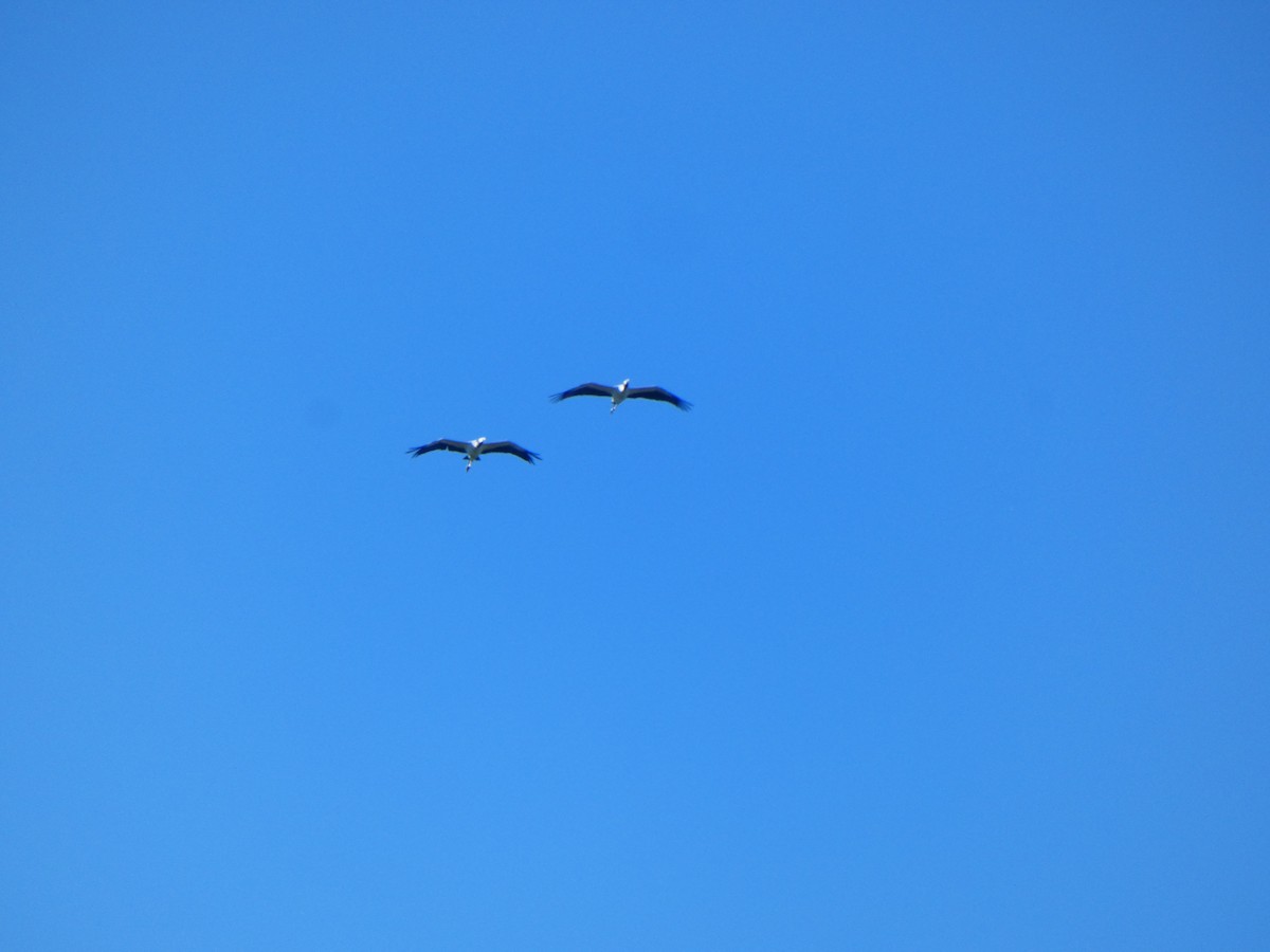 Wood Stork - ML643391103