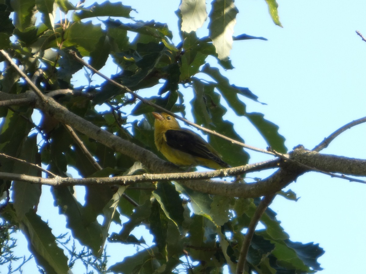 Чернокрылая пиранга - ML643391105