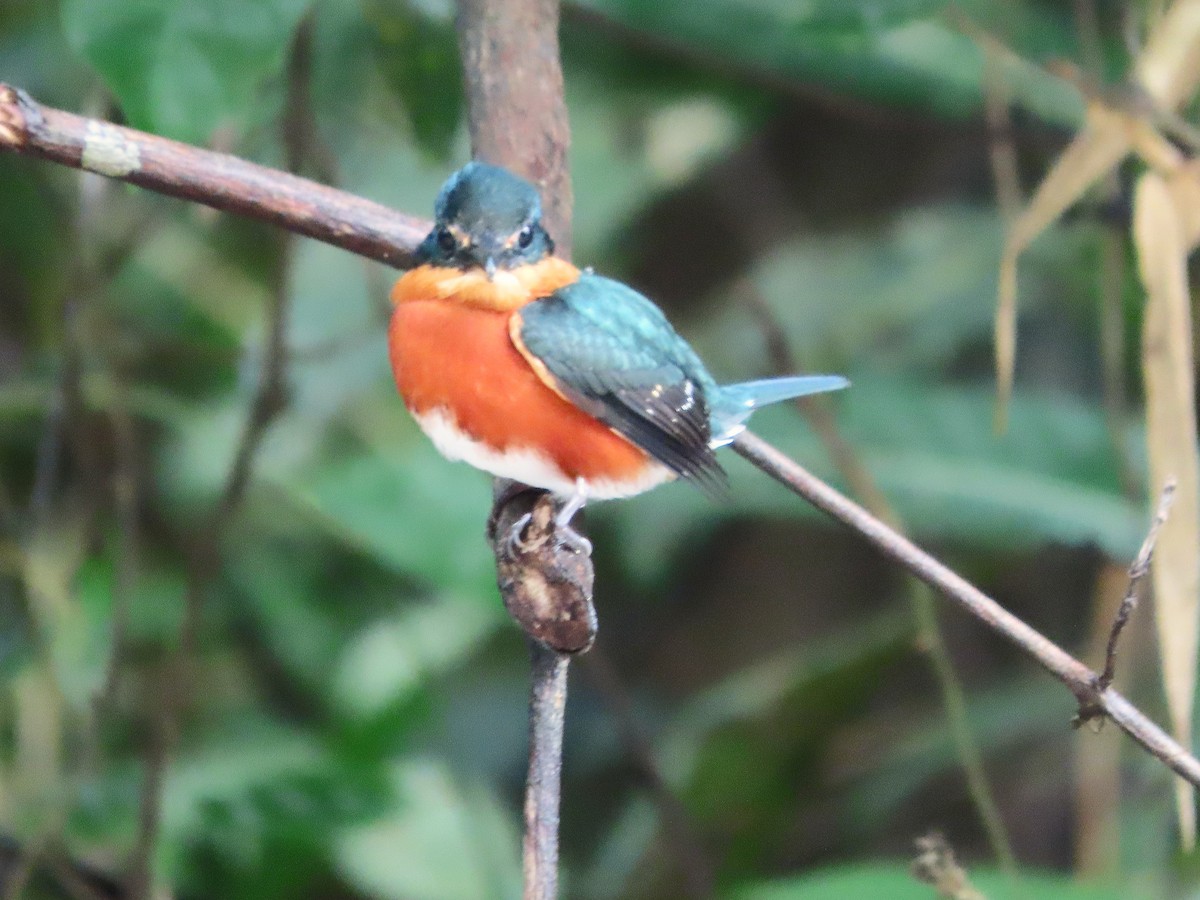 American Pygmy Kingfisher - ML643391107