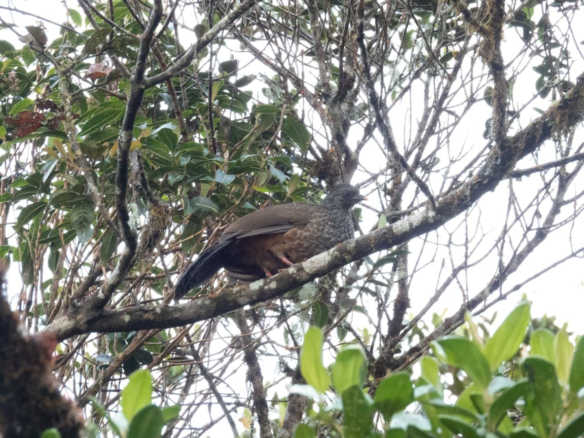 Andean Guan - ML643391108