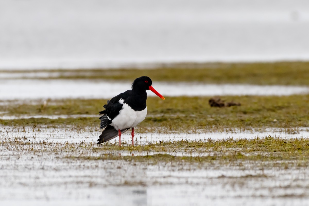 Pied Oystercatcher - ML643391111