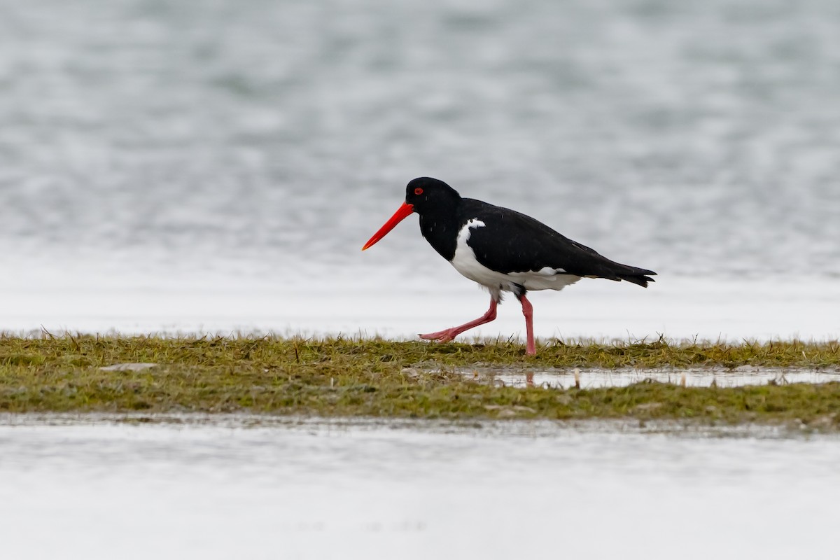 Pied Oystercatcher - ML643391117