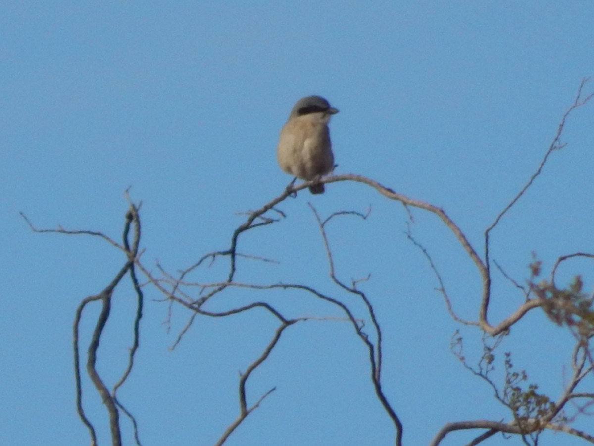 Loggerhead Shrike - ML643391138