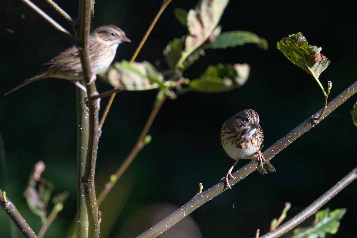 Lincoln's Sparrow - ML643391151