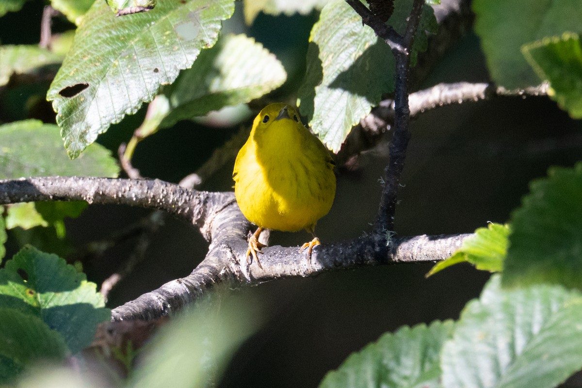 Yellow Warbler - ML643391154