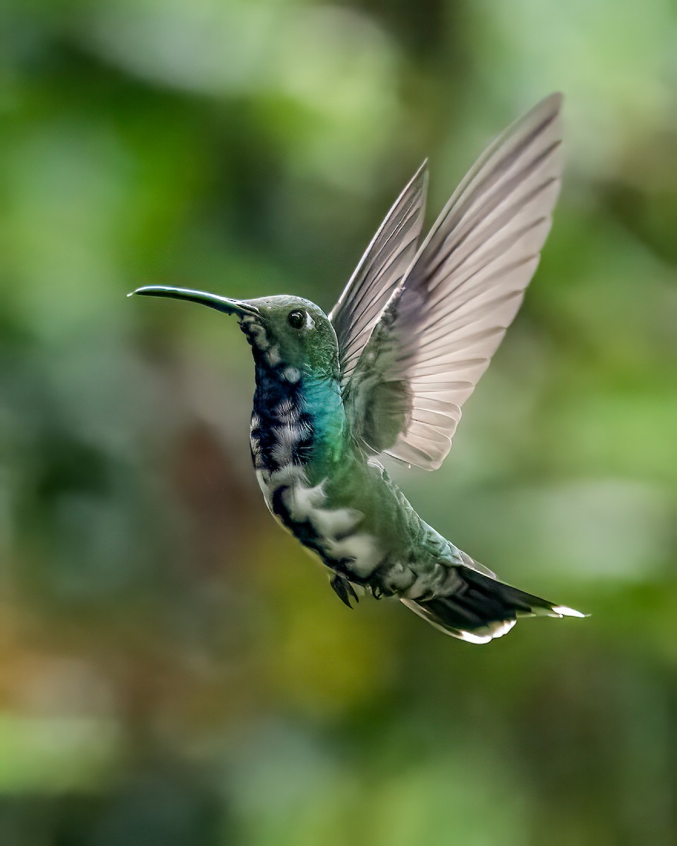 Black-throated Mango - ML643391161