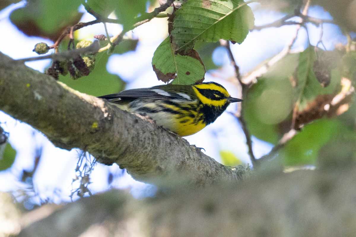 Townsend's Warbler - ML643391164
