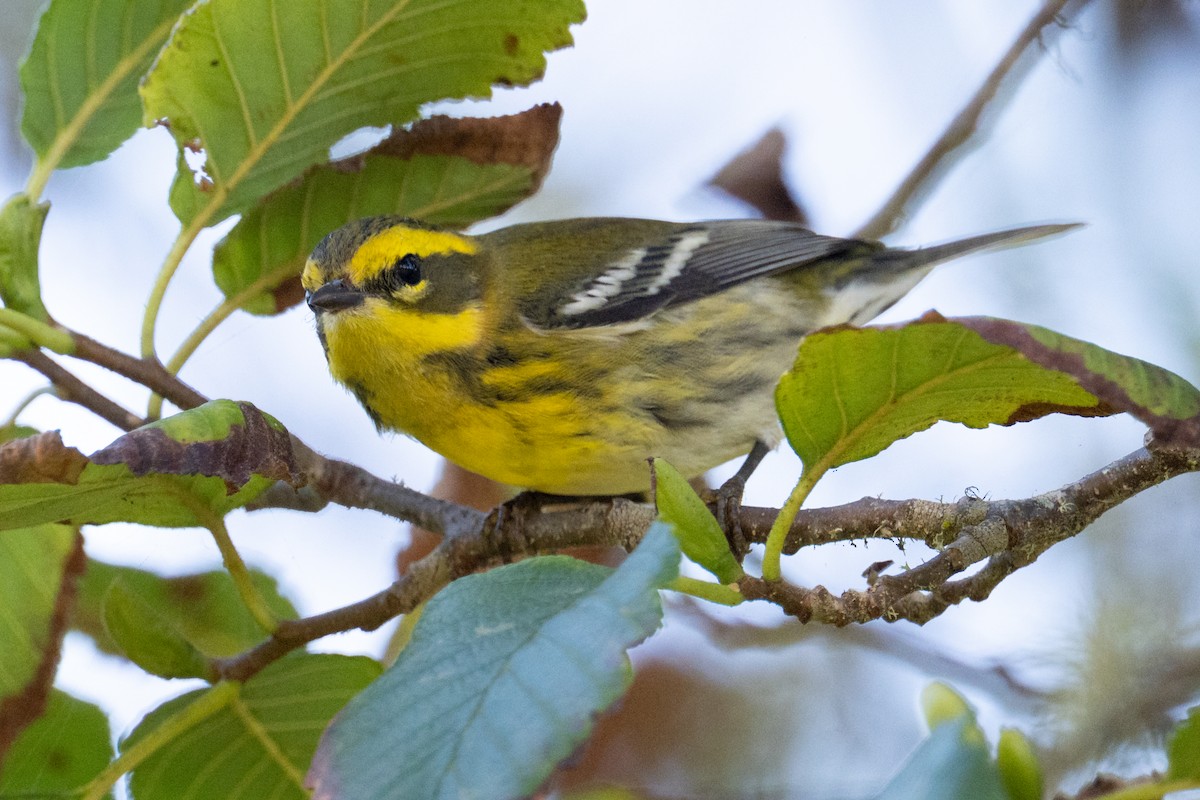 Townsend's Warbler - ML643391165